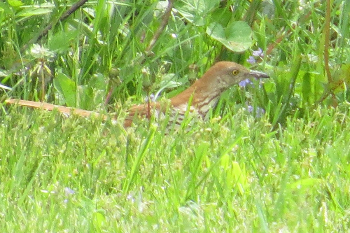 Brown Thrasher - ML28485961