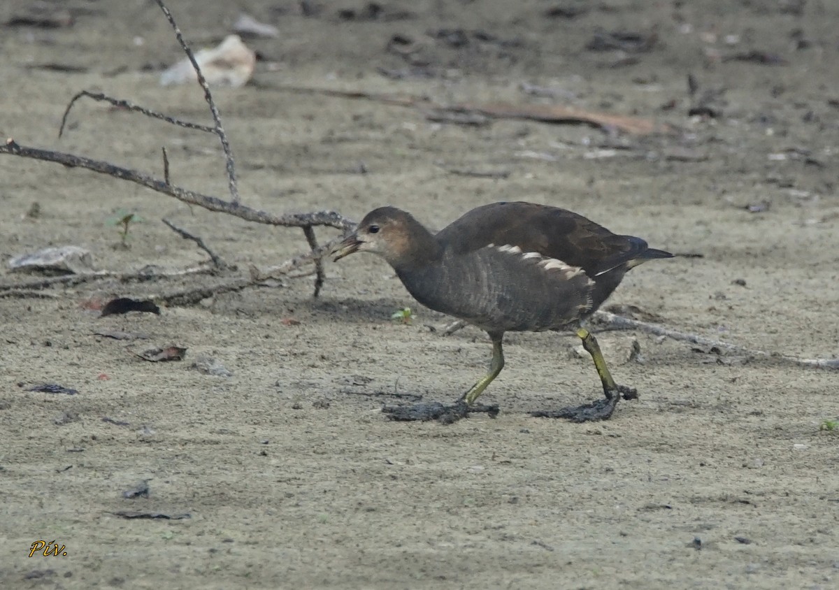 Gallinule poule-d'eau - ML284859751