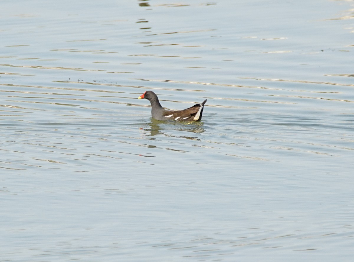 Eurasian Moorhen - ML284859771