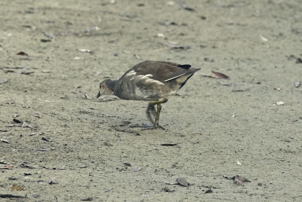 Eurasian Moorhen - ML284859781