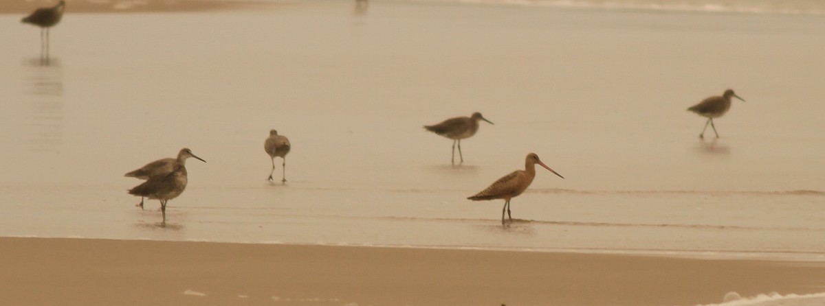 Marbled Godwit - ML284860001