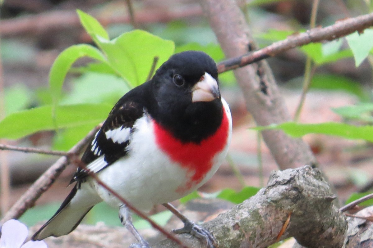 Rose-breasted Grosbeak - ML28486001