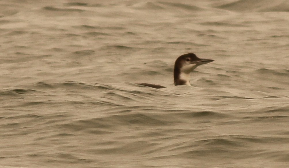 Common Loon - Dan Maxwell