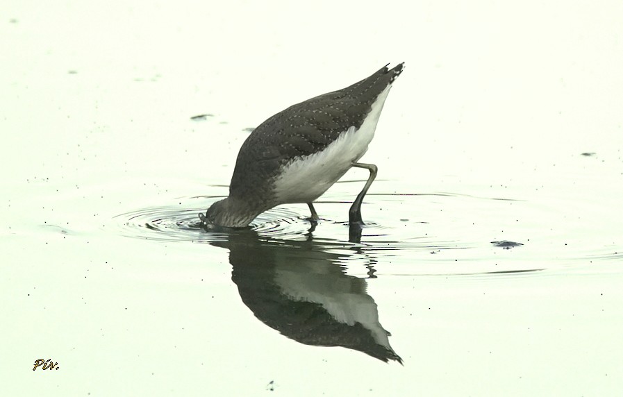 Green Sandpiper - ML284860041