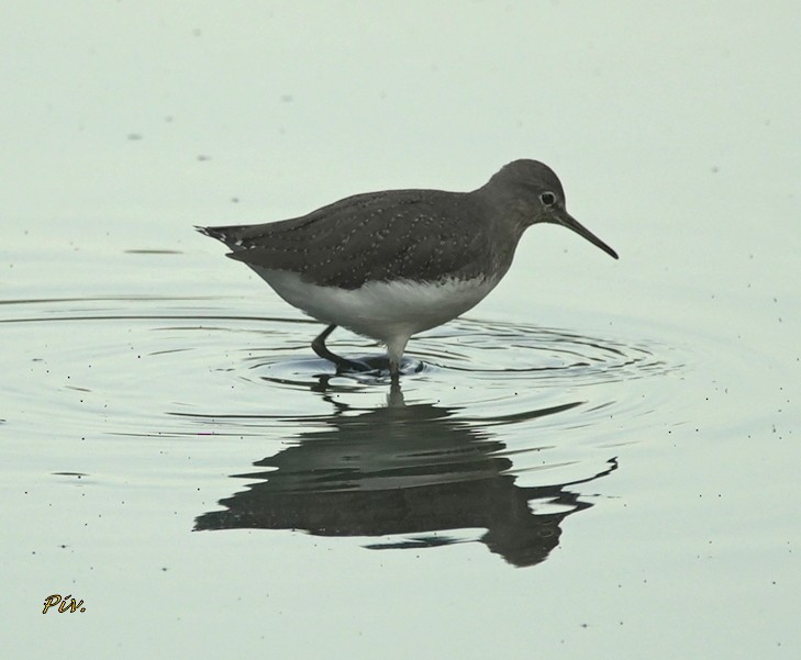 Green Sandpiper - ML284860051
