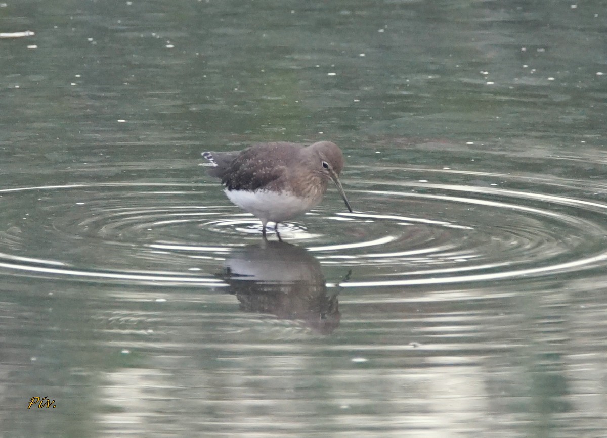 Green Sandpiper - ML284860061