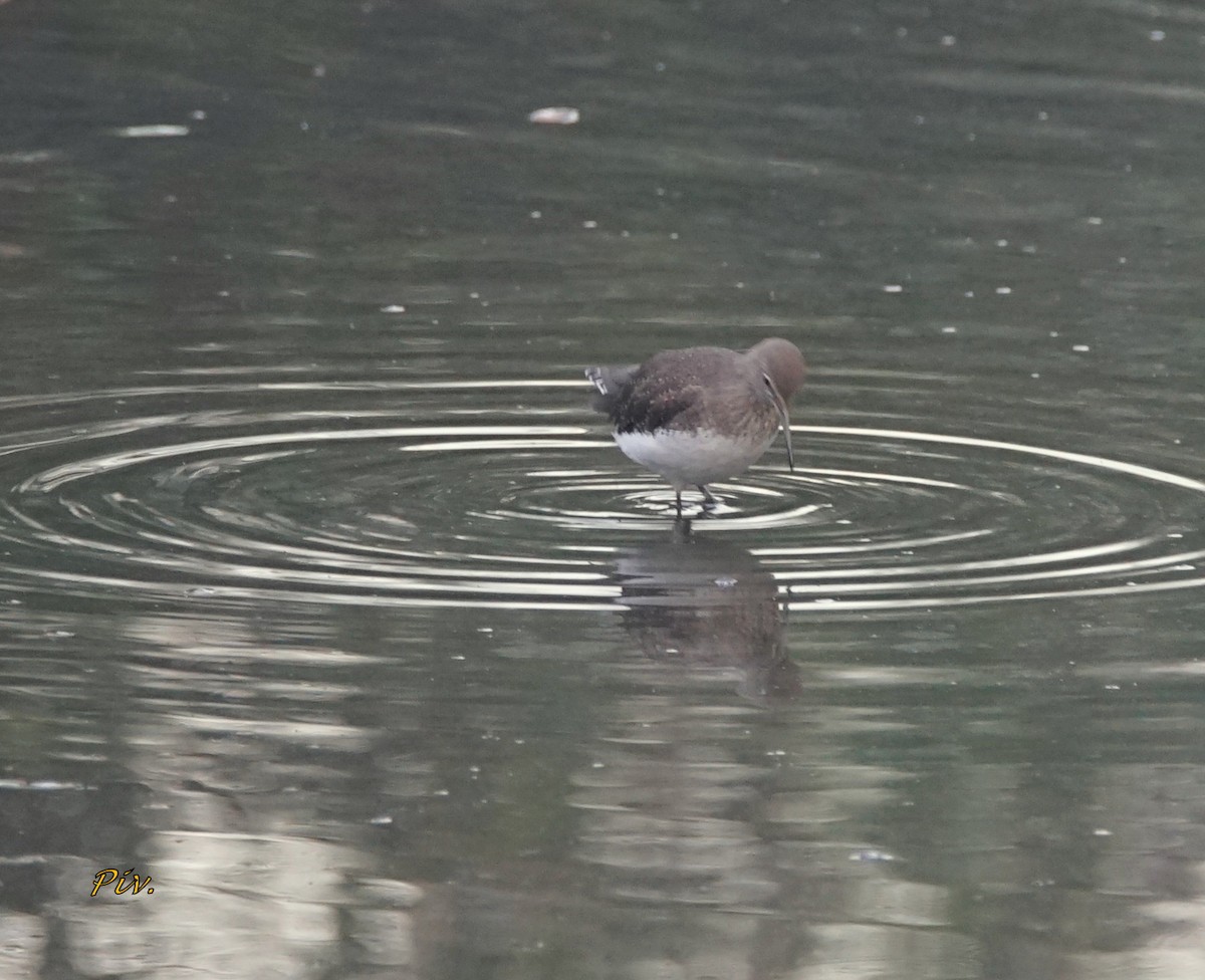 Green Sandpiper - ML284860091