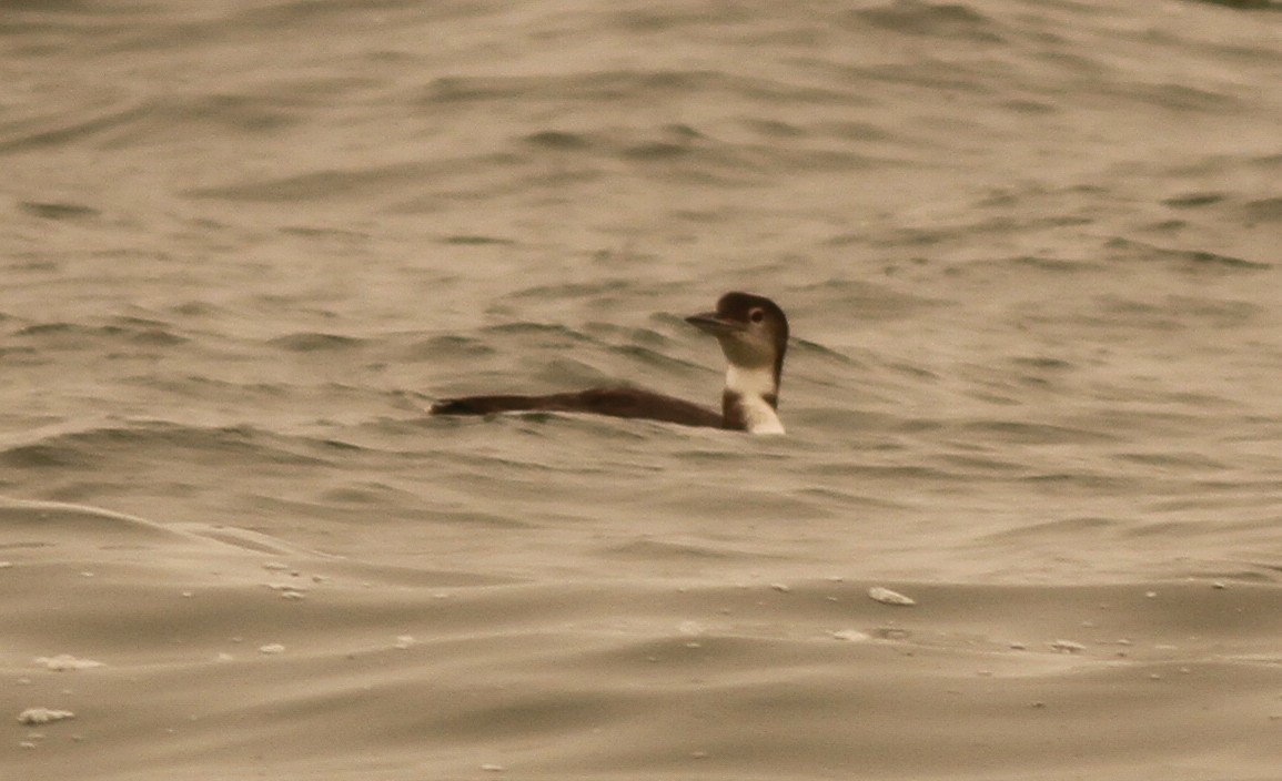 Common Loon - Dan Maxwell