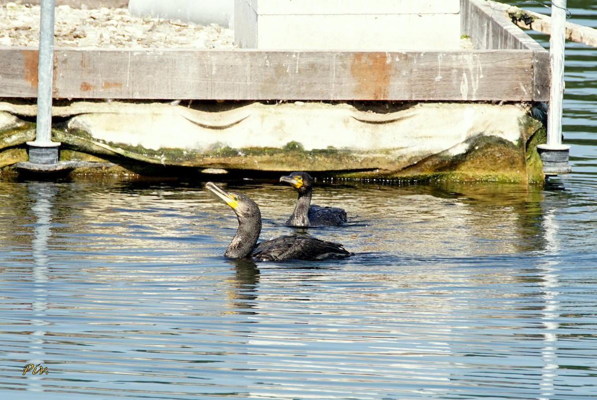Great Cormorant - ML284860601