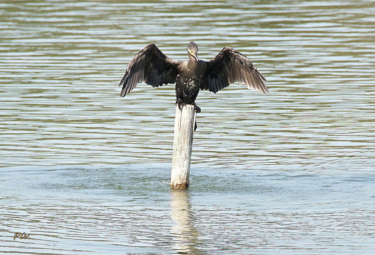 Great Cormorant - ML284860621