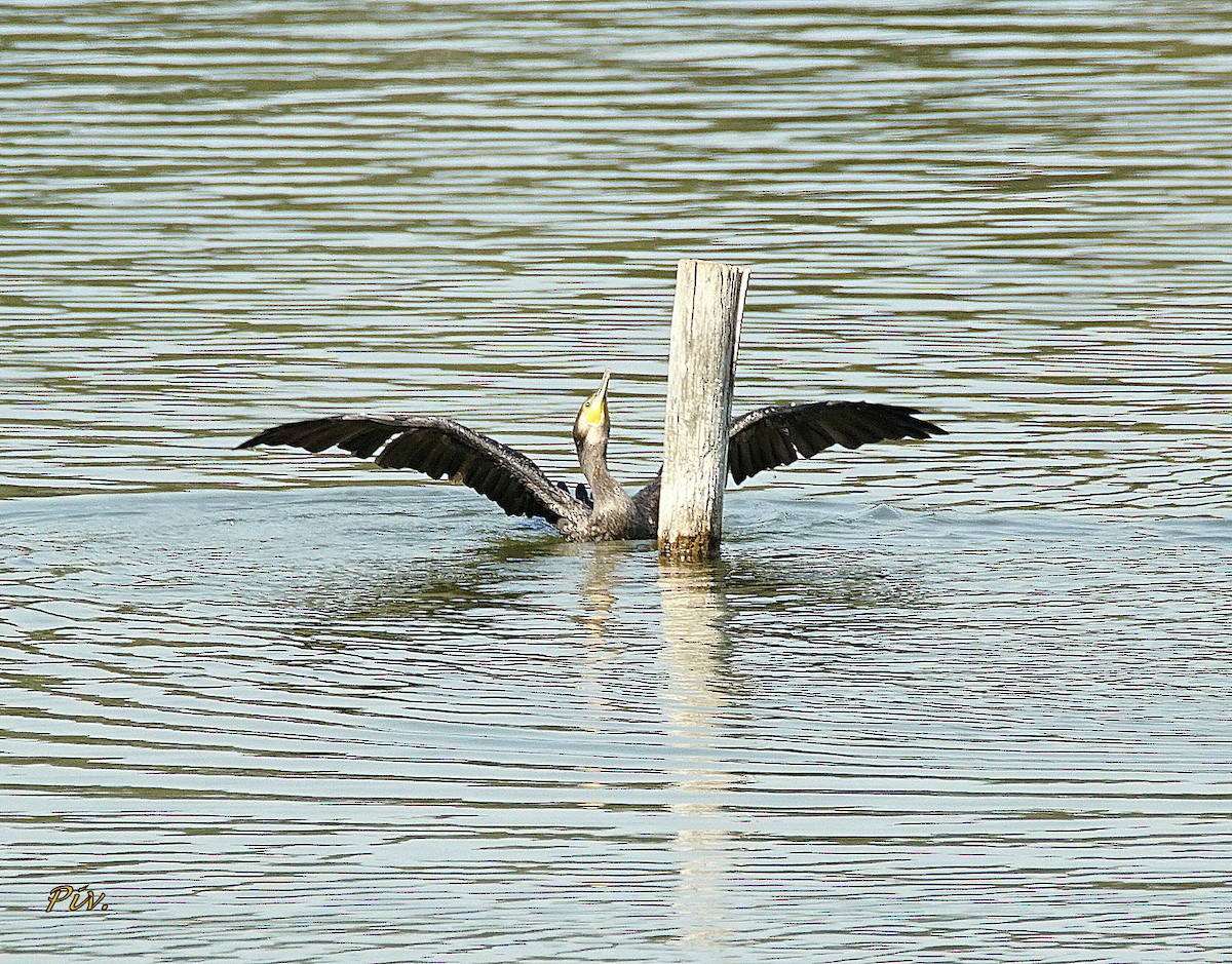 Great Cormorant - ML284860671