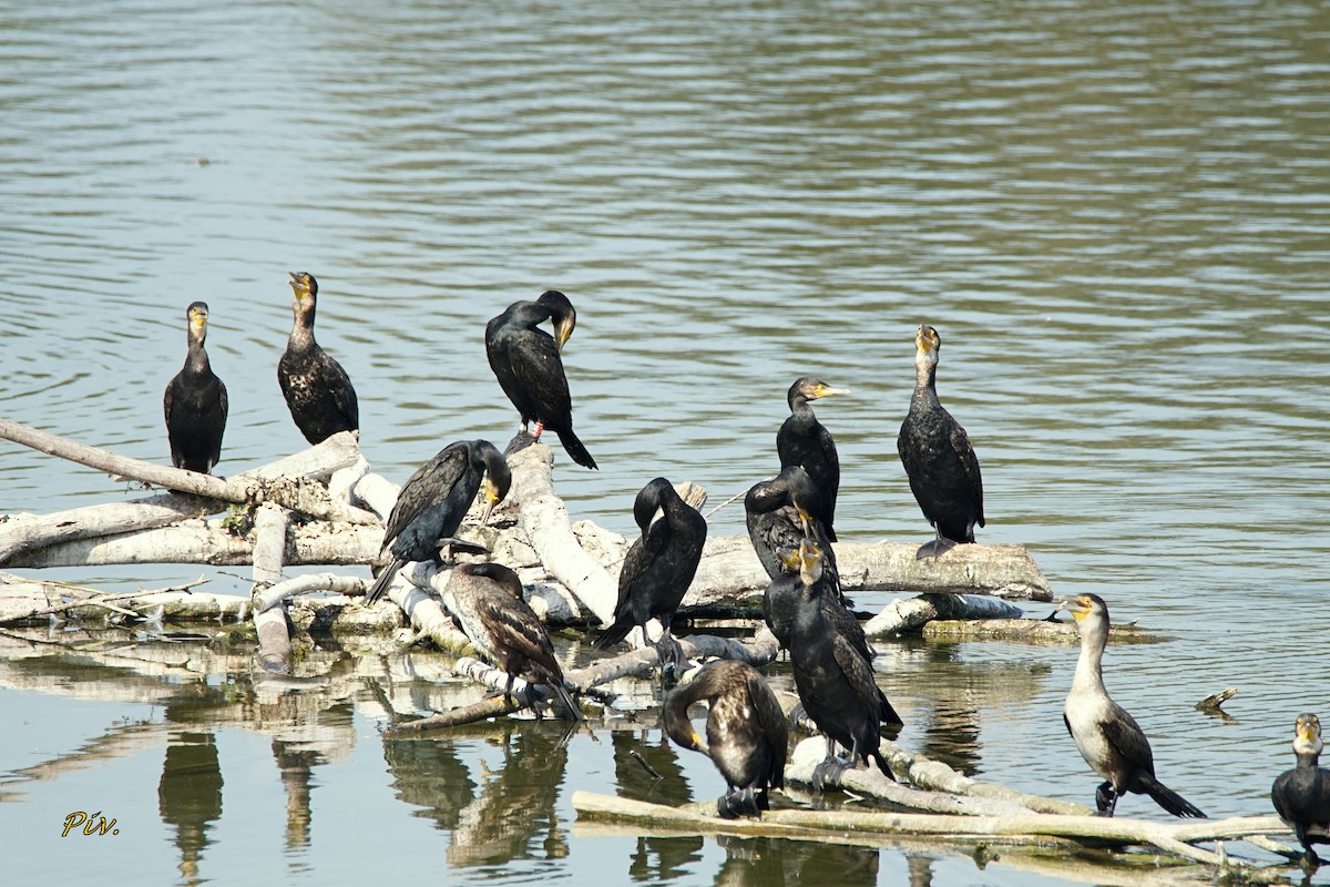 Great Cormorant - ML284860691