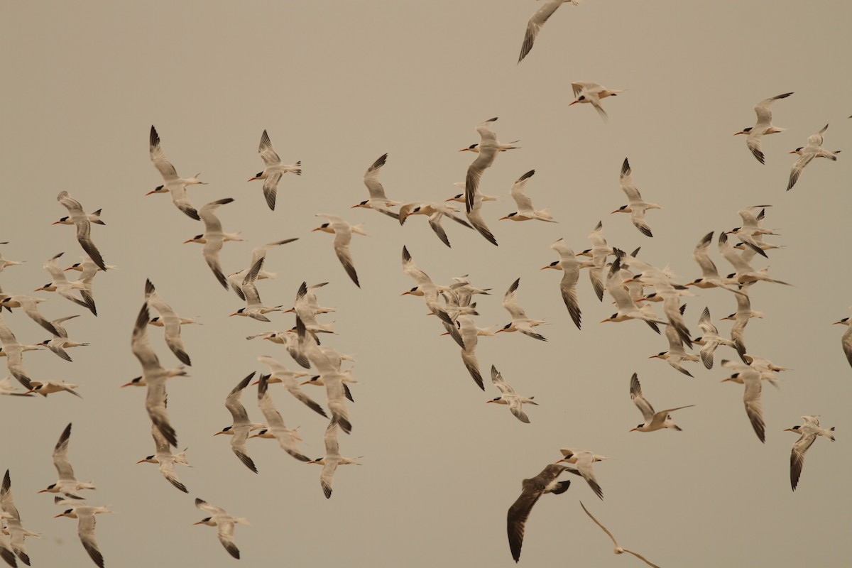 Elegant Tern - Dan Maxwell