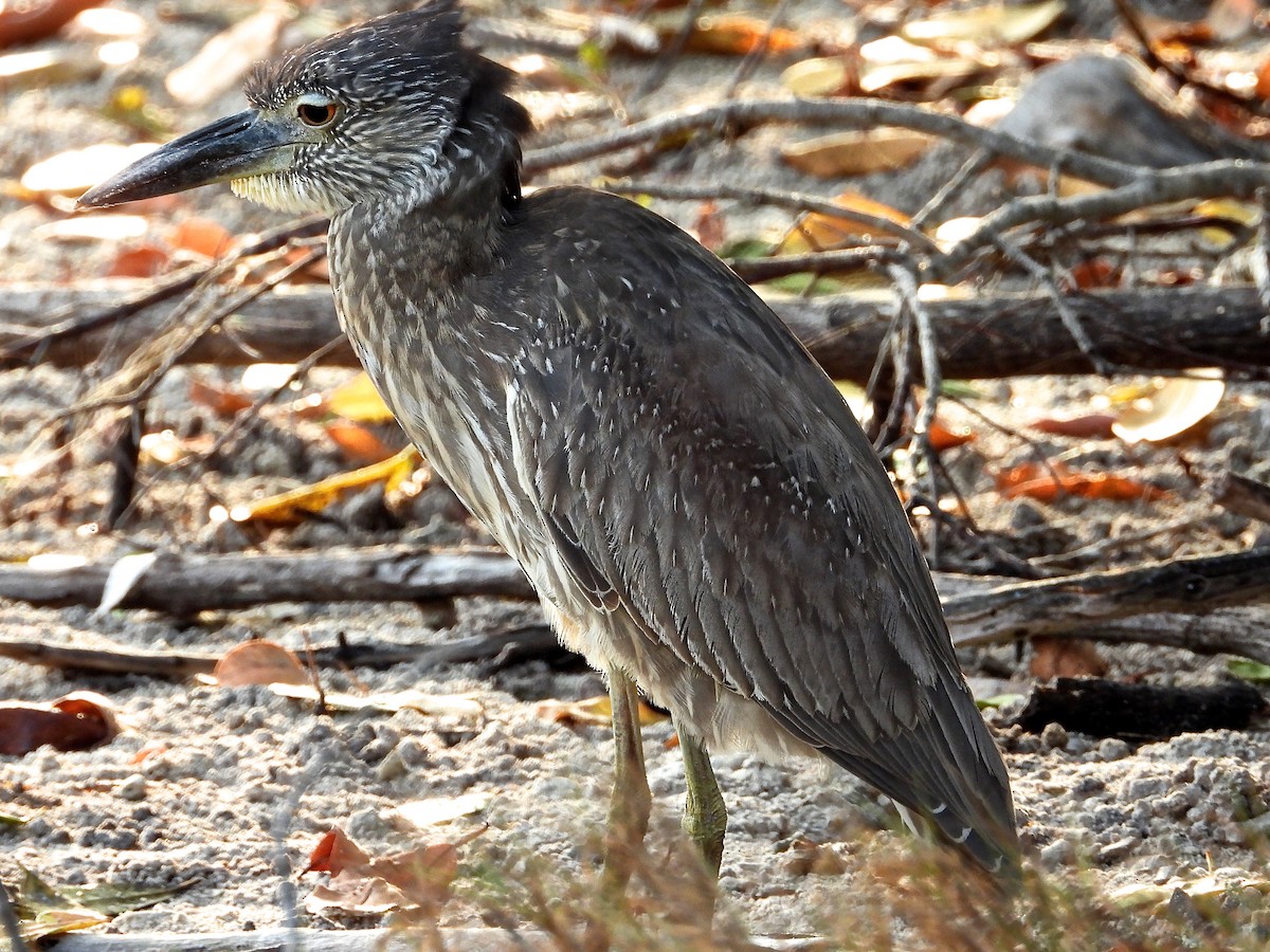 Yellow-crowned Night Heron - ML284860871