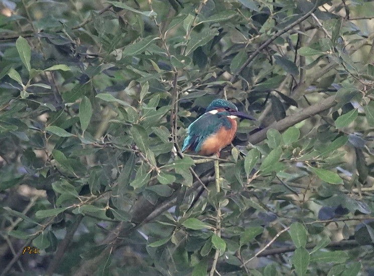 Common Kingfisher - ML284861191