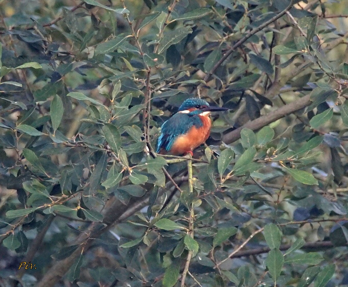 Common Kingfisher - ML284861201