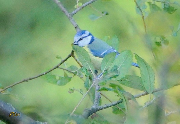 Eurasian Blue Tit - ML284861371