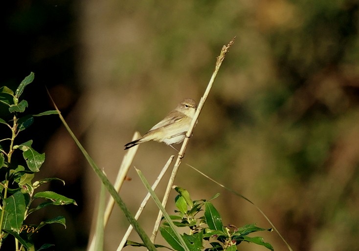 Common Chiffchaff - ML284861621