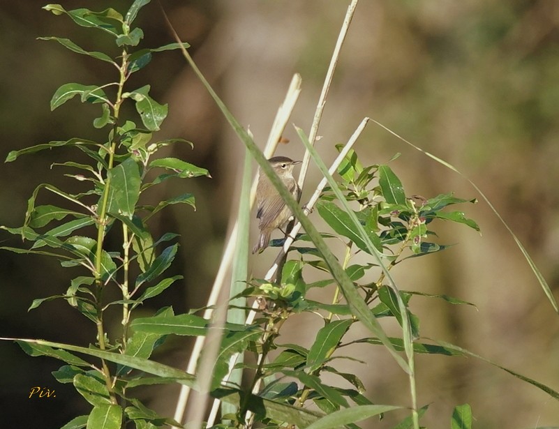 Common Chiffchaff - ML284861631