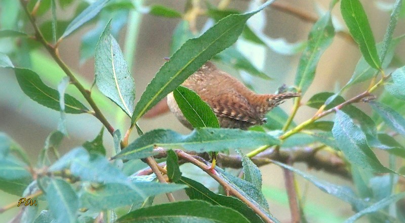 Eurasian Wren - ML284861911