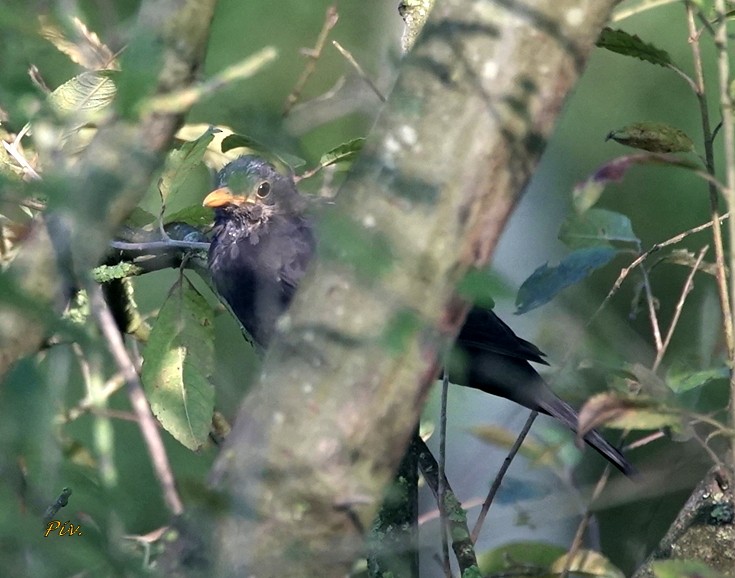 Eurasian Blackbird - ML284862031