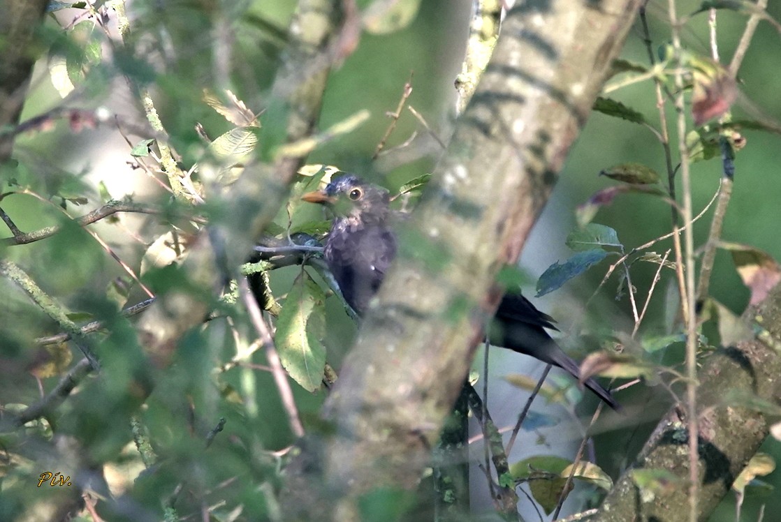 Eurasian Blackbird - ML284862041