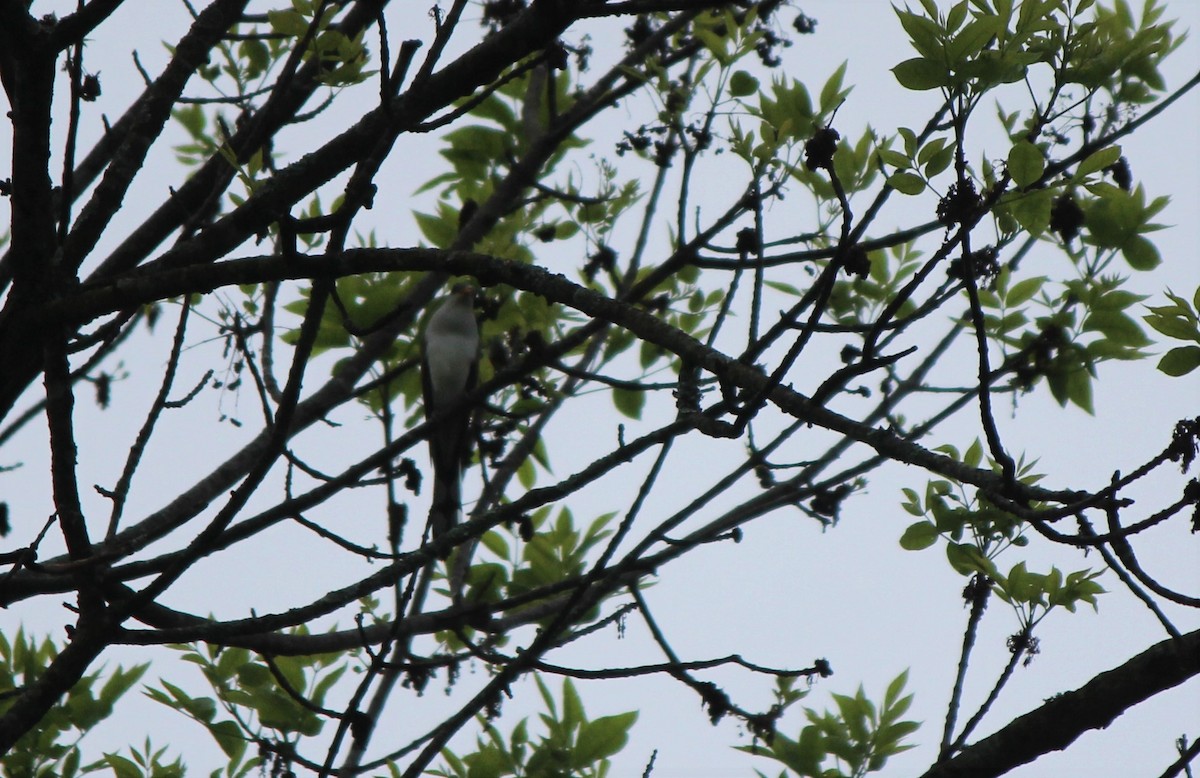 Yellow-billed Cuckoo - ML28486341