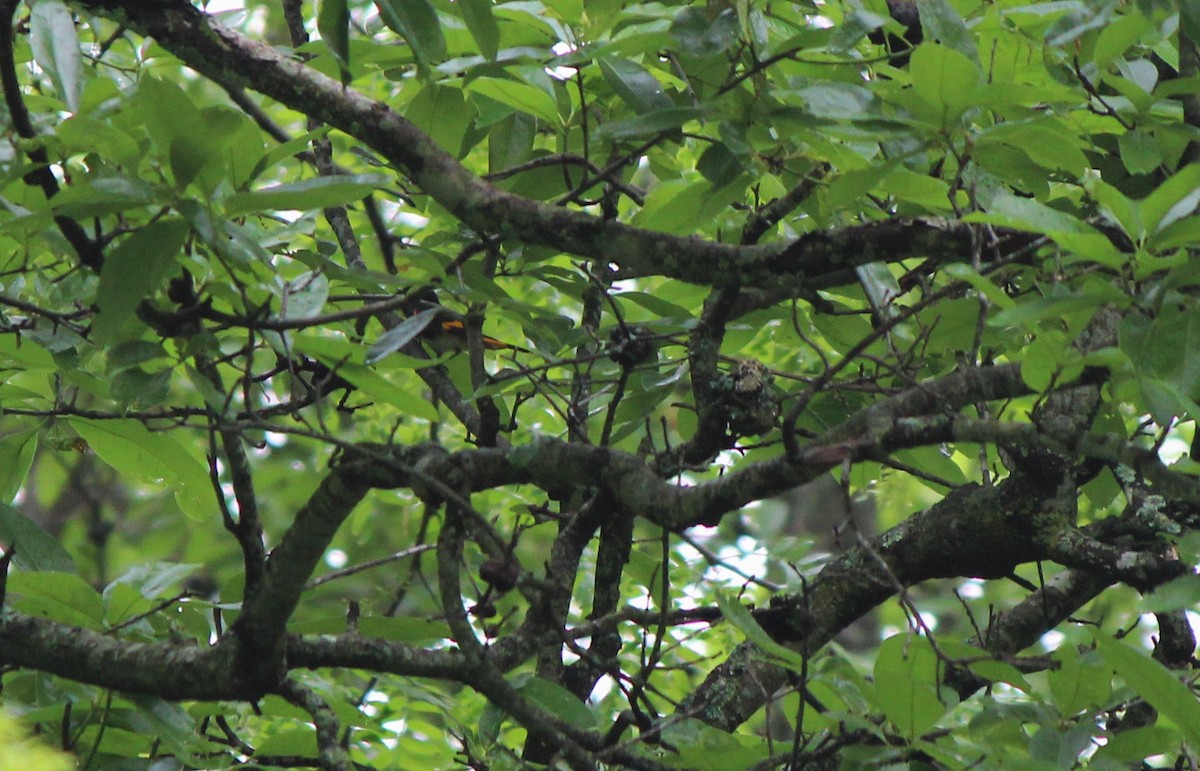 American Redstart - ML28486381