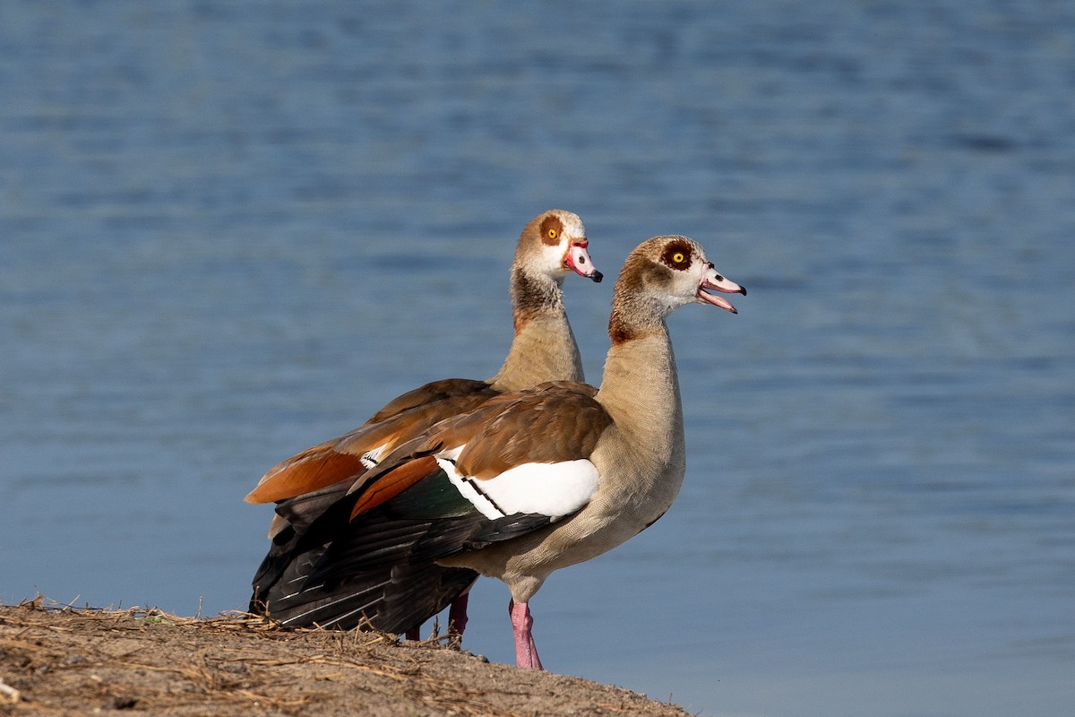 Egyptian Goose - Nikos Mavris