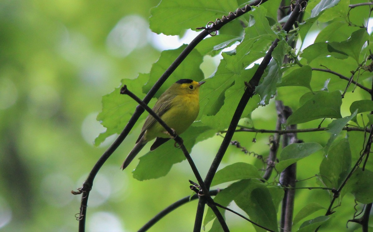 Wilson's Warbler - ML28486421