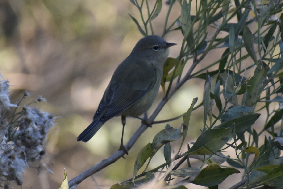 Orange-crowned Warbler - ML284864991