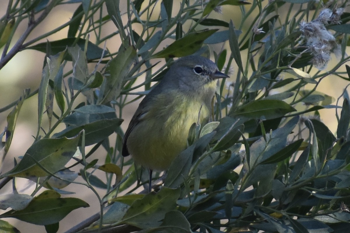 Orange-crowned Warbler - ML284865001