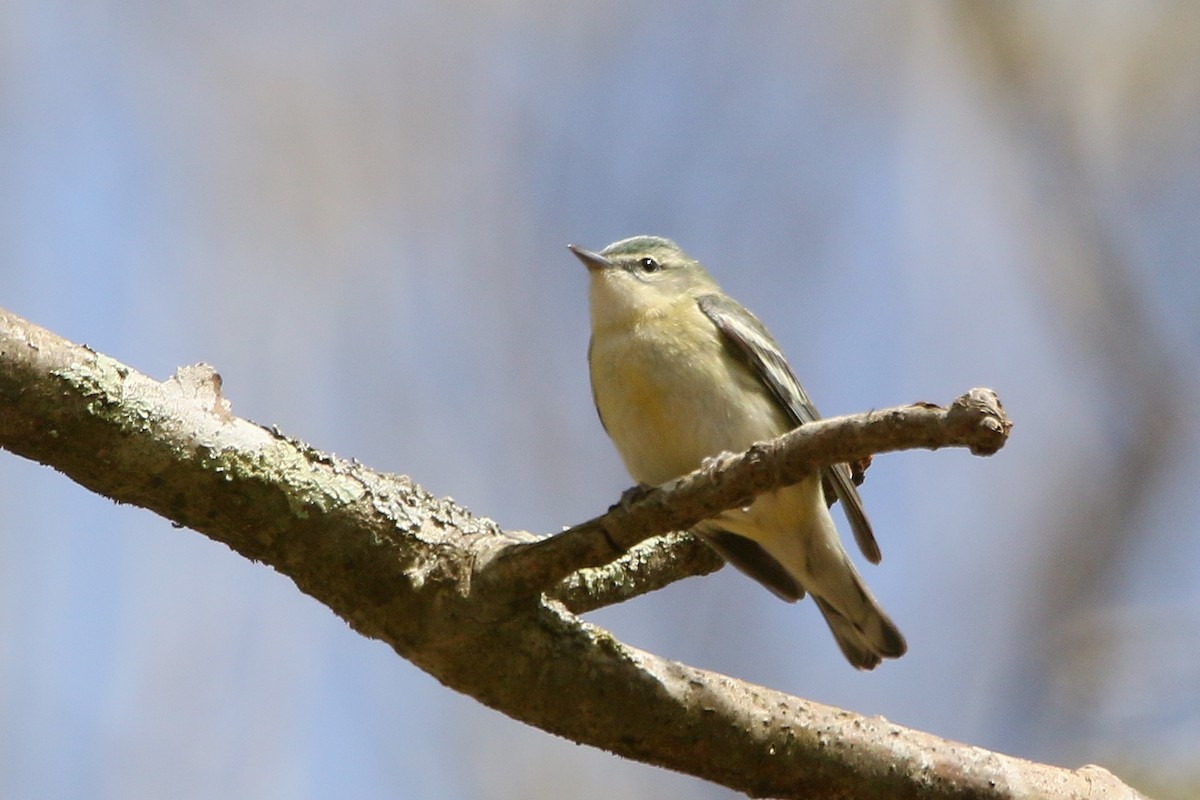 Blauwaldsänger - ML28486531