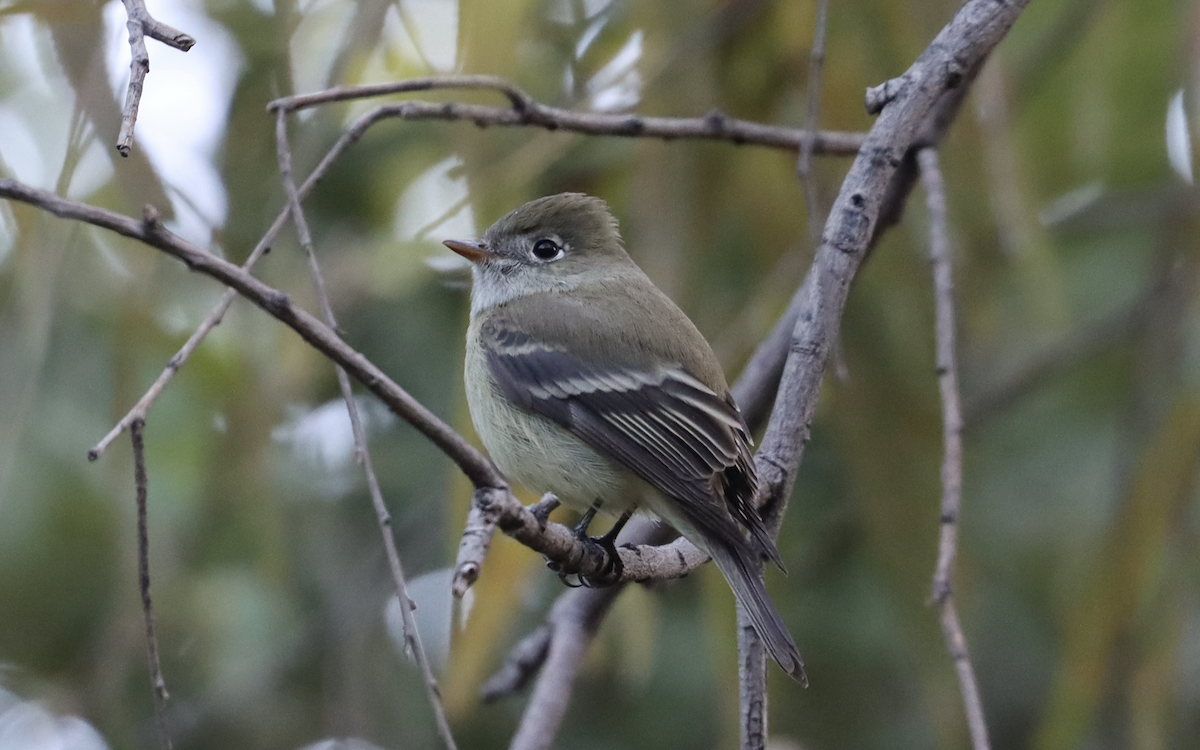 Hammond's Flycatcher - Ricardo Lopez Z.