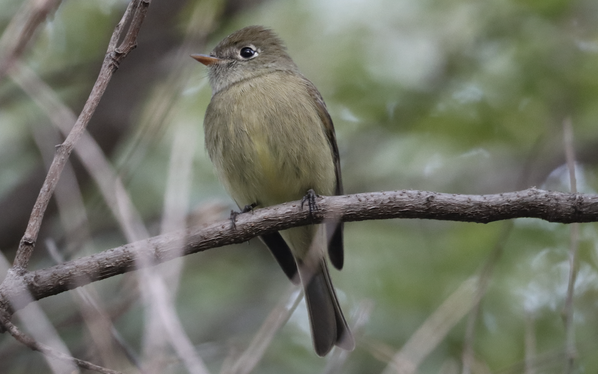 Hammond's Flycatcher - ML284865611