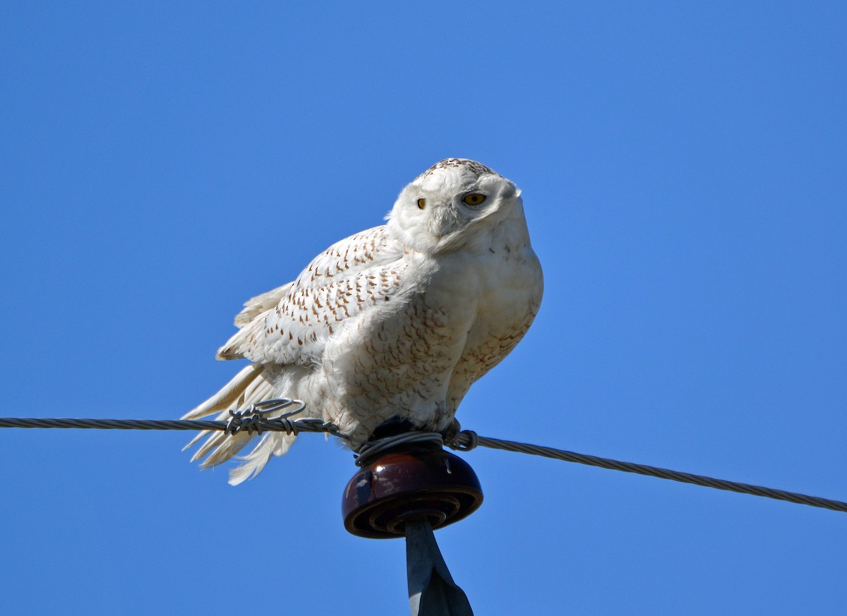 Snowy Owl - Michael J Good