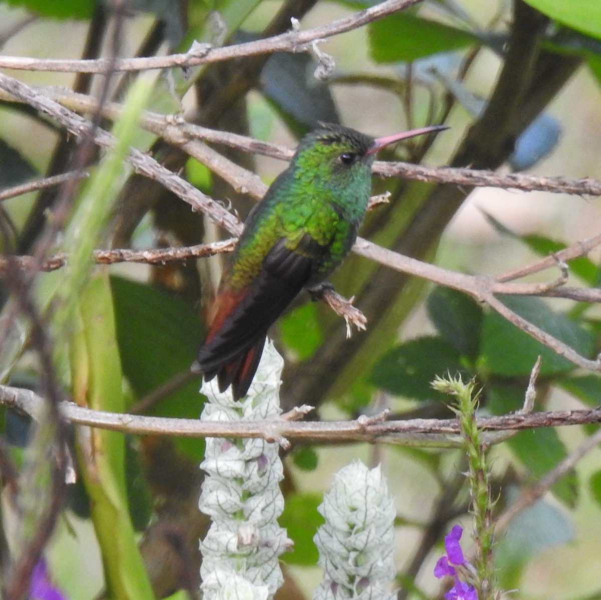 Rufous-tailed Hummingbird - mark zdeblick