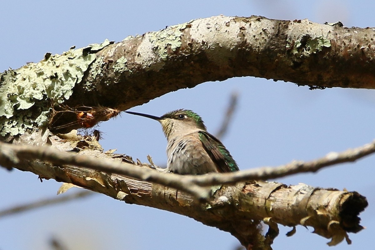 Ruby-throated Hummingbird - ML28486831