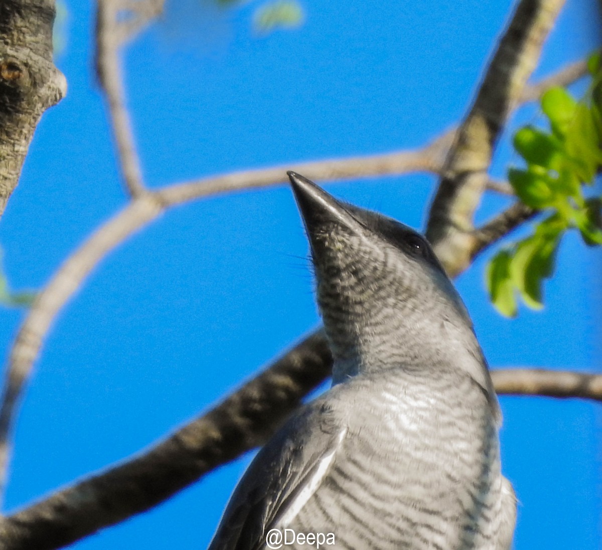 Large Cuckooshrike - ML284870631