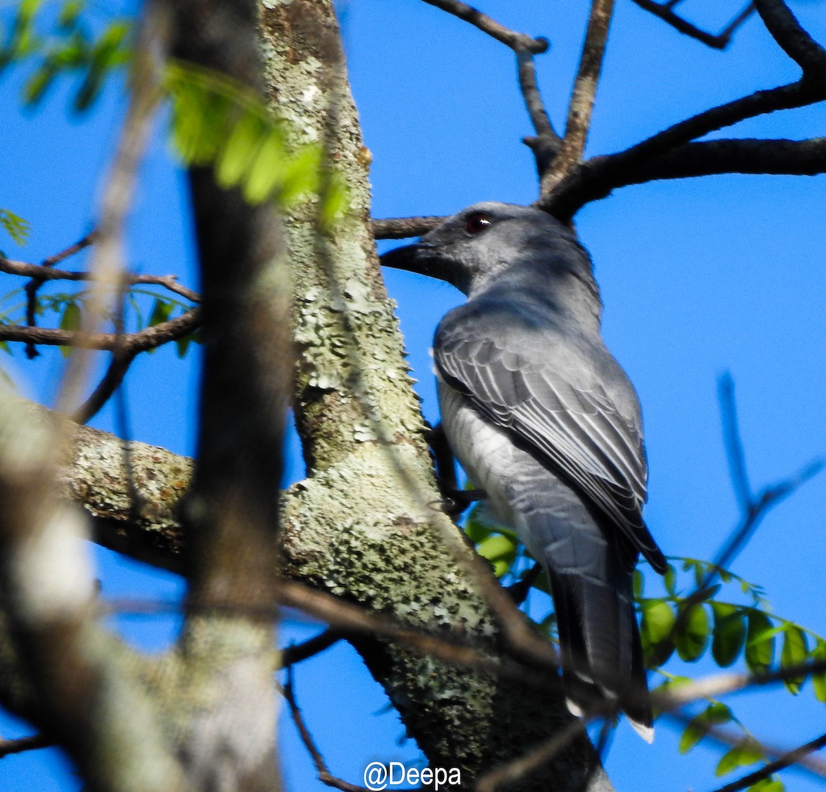 Large Cuckooshrike - ML284870721