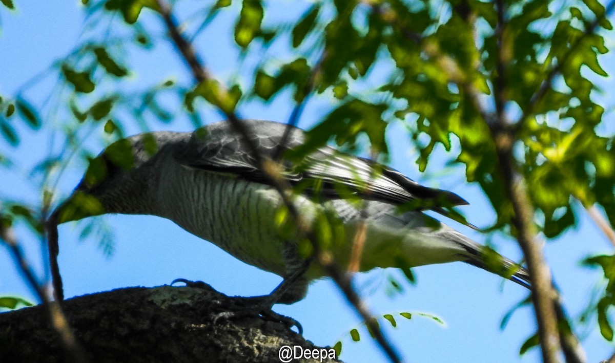 Large Cuckooshrike - ML284870931