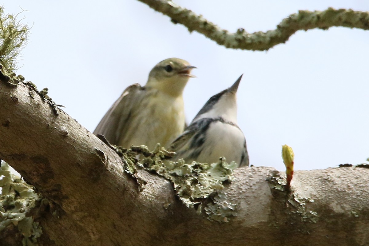 Cerulean Warbler - Russ Smiley