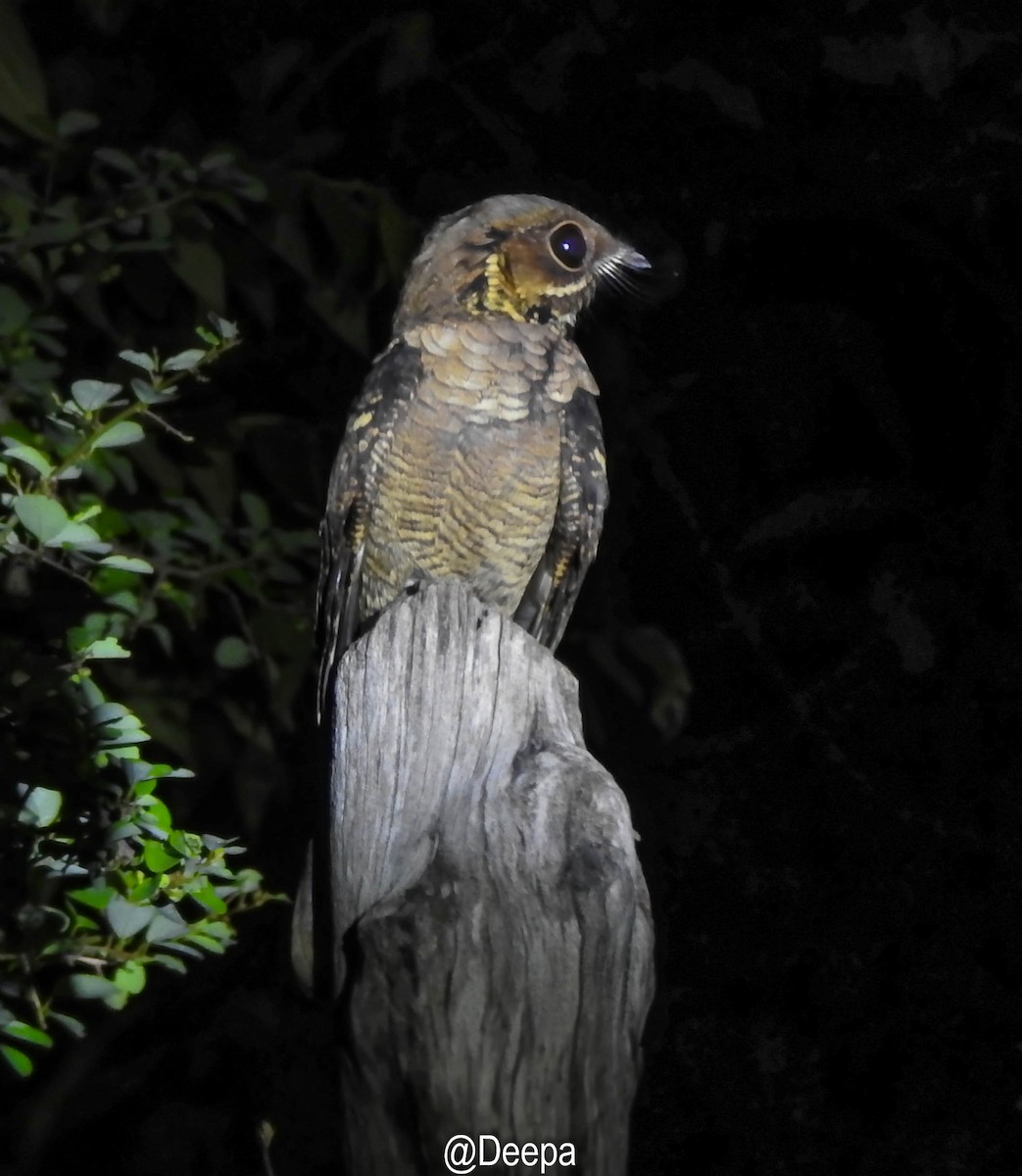 Jerdon's Nightjar - Deepa Wimalasena