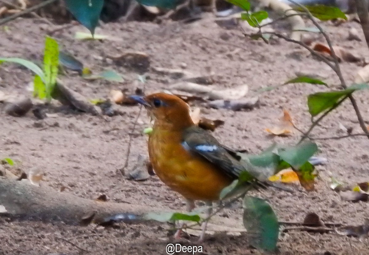 Orange-headed Thrush - Deepa Wimalasena