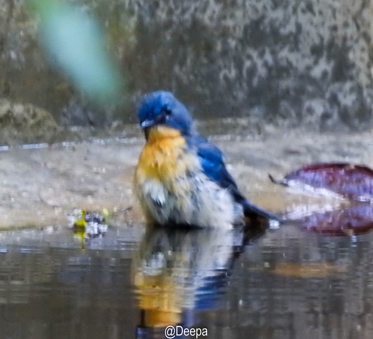 Tickell's Blue Flycatcher - Deepa Wimalasena