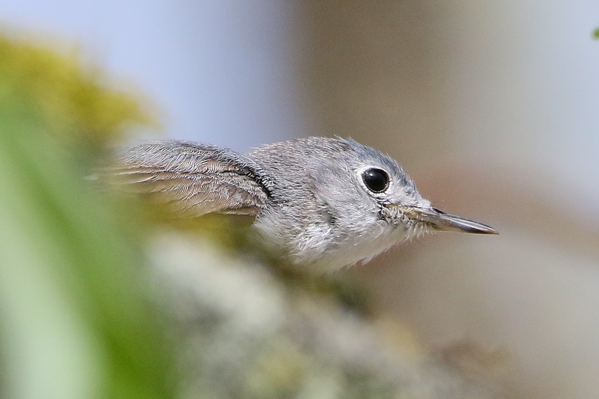 Blue-gray Gnatcatcher - ML28487321