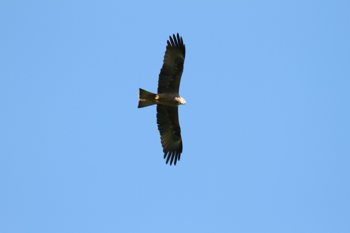 Black Kite - ML28487351