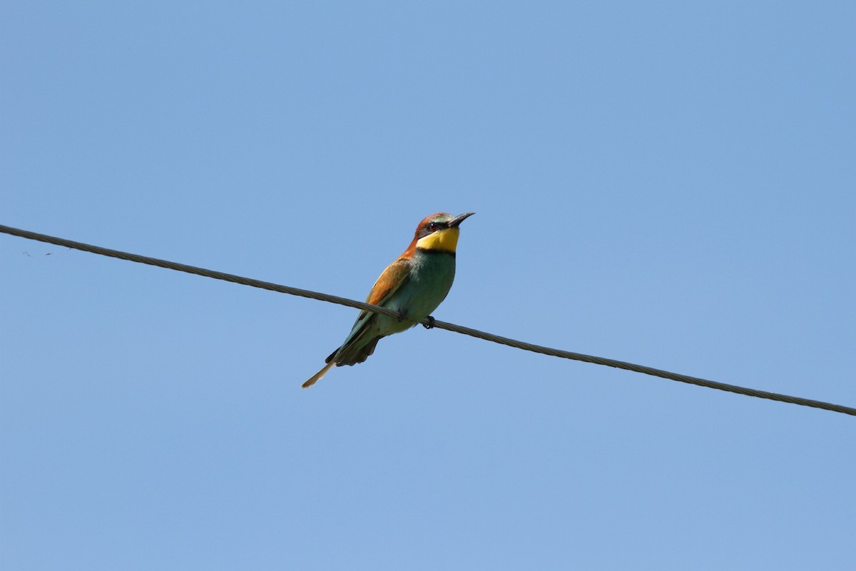 European Bee-eater - Mehmet Mahmutoğlu