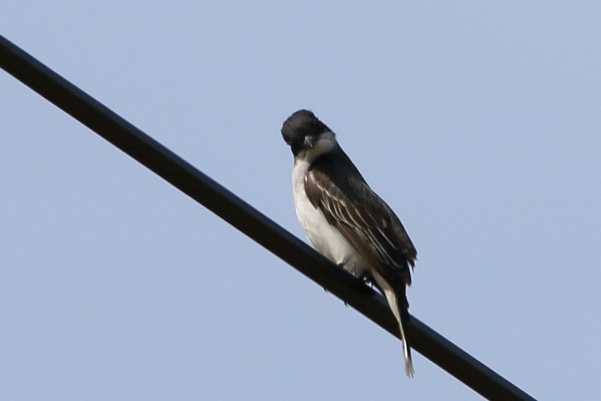 Eastern Kingbird - ML28487411