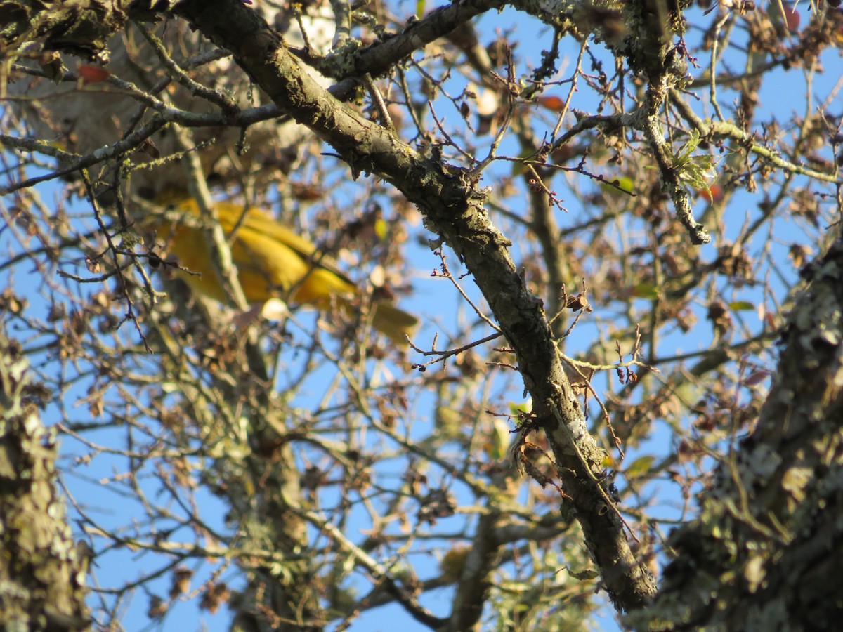 Summer Tanager - ML284874401